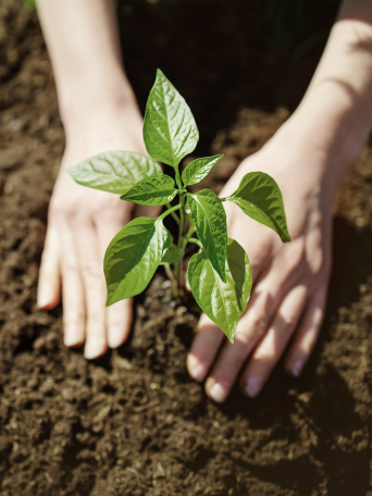 活化土壤和花园
